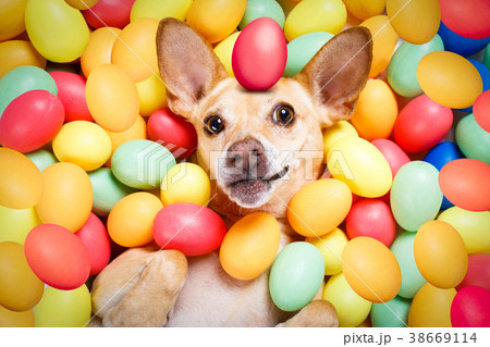 happy easter dog with eggs happy easter dog with eggs 38669114