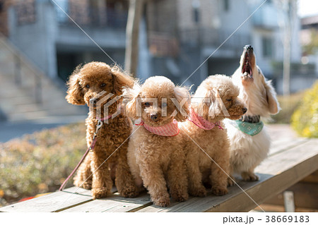 愛犬の散歩 愛犬の散歩 38669183