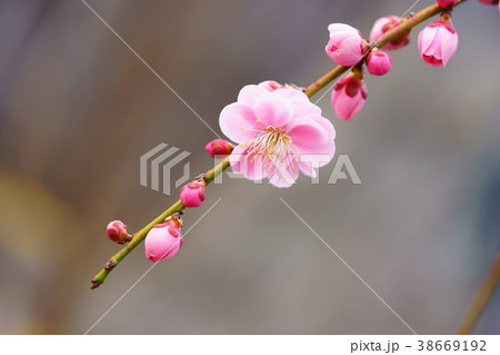 早春一枝 その2 早春一枝 その2 38669192