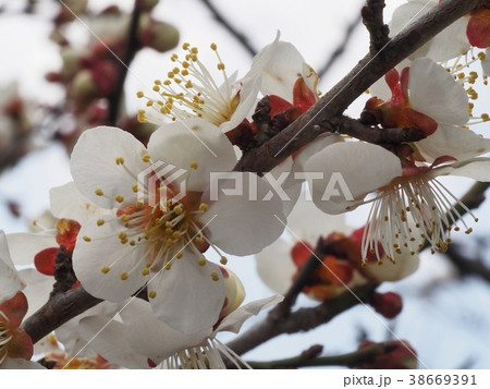 ウメの花　白梅 38669391