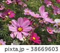 金鶏菊 ジャノメソウ 蛇の目草 38669603