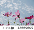 金鶏菊 ジャノメソウ 蛇の目草 38669605