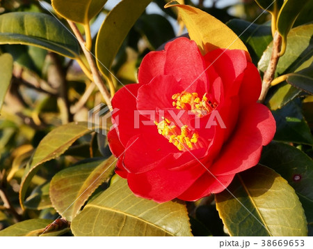 南蛮紅 ナンバンコウ 赤いツバキ 南蛮紅 ナンバンコウ 赤いツバキ 38669653