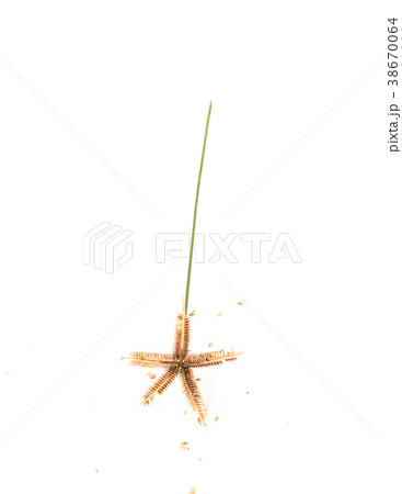 Crowfoot grass,Beach wiregrass ,Egyptian crowfoot Crowfoot grass,Beach wiregrass ,Egyptian crowfoot 38670064