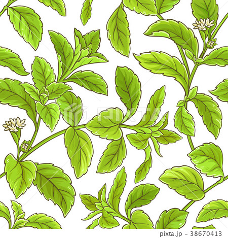 stevia branch vector pattern 38670413