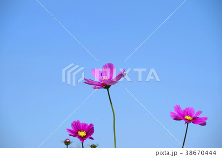 自然 秋の花 植物 38670444