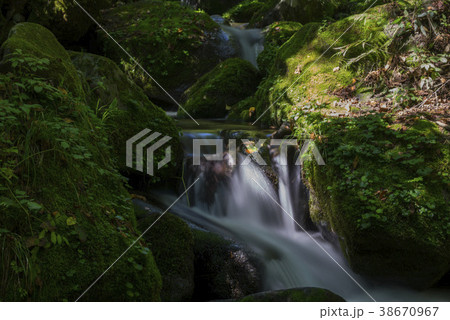 夏 季節 自然 38670967