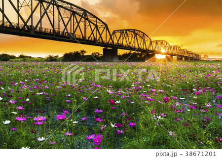 橋 ブリッジ 橋梁 38671201