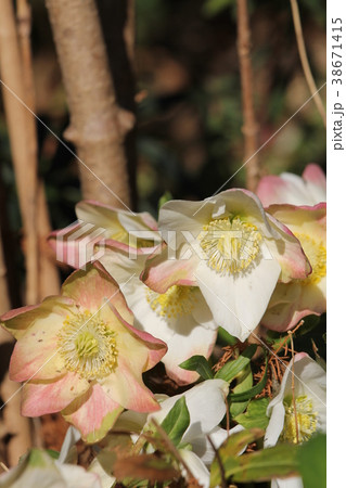 クリスマスローズ クリスマスローズ 38671415