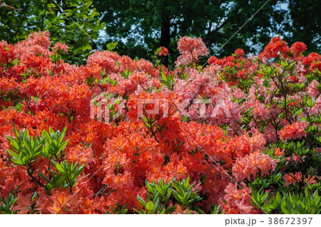 Beautiful rhododendron bush in summer garden. 38672397