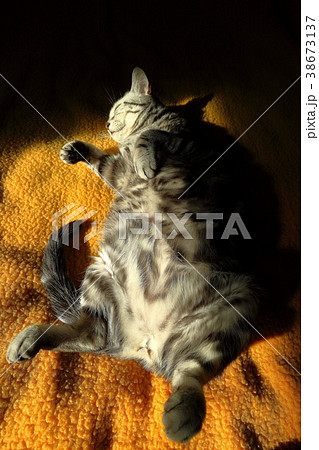 かわいいにゃんこ 大股開きでお昼寝する猫の写真素材