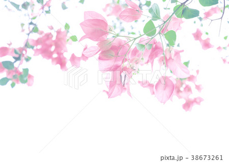 Pastel pink bougainvillea blooming Pastel pink bougainvillea blooming 38673261