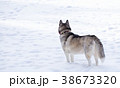 Siberian Husky in the winter. 38673320