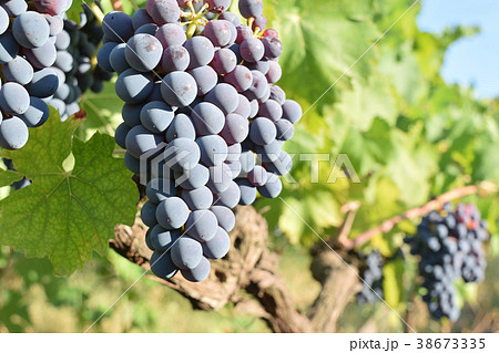 Bunch of ripe grapes still on the vine 38673335