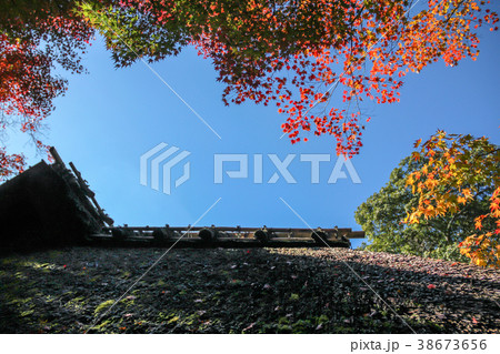 金福寺の紅葉、秋晴れの空に芭蕉庵の茅葺き屋根 38673656