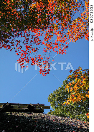 金福寺の紅葉、秋晴れの空に芭蕉庵の茅葺き屋根 38673658