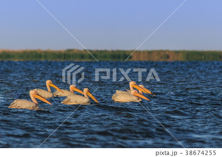 white pelicans in Danube Delta, Romania white pelicans in Danube Delta, Romania 38674255