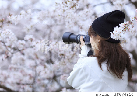 桜 カメラ 女子の写真素材