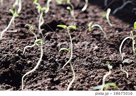 Single sprout of tomato in earth Single sprout of tomato in earth 38675016