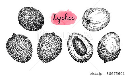 Ink sketch set of lychee fruits. Ink sketch set of lychee fruits. 38675601