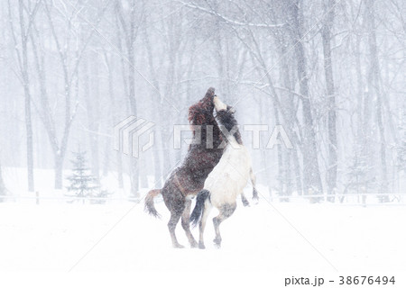 冬の道産子 38676494