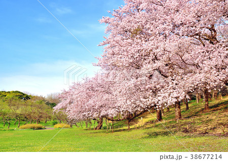 青空と満開の桜が咲く根岸森林公園 青空と満開の桜が咲く根岸森林公園 38677214
