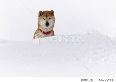 雪と柴犬の写真素材