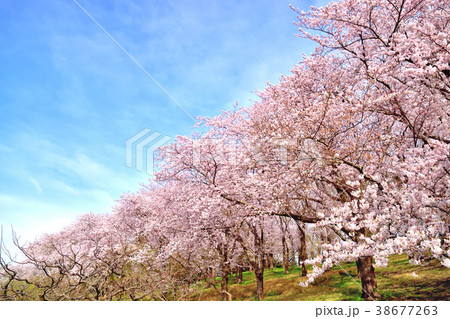 青空と満開の桜が咲く根岸森林公園の写真素材