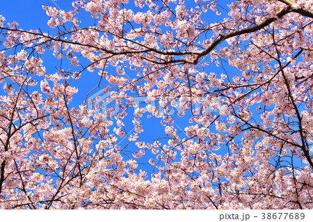 青空と満開のソメイヨシノ 38677689
