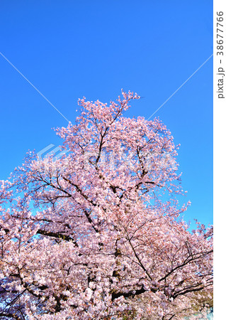 青空と満開のソメイヨシノ 青空と満開のソメイヨシノ 38677766