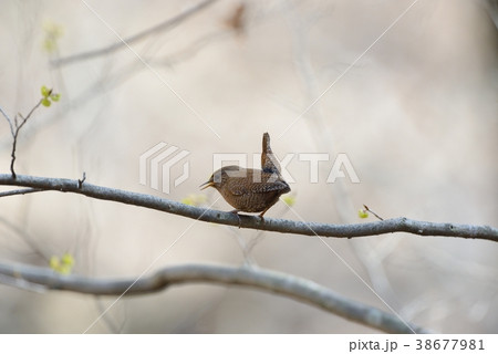 早春のミソサザイ 早春のミソサザイ 38677981