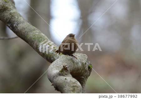 早春のミソサザイ 38677992