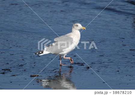 セグロカモメ 38678210