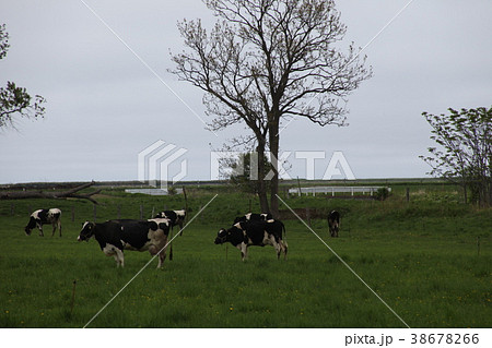 牧場_紋別市 38678266
