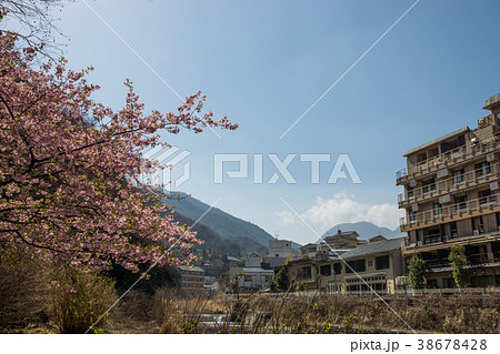 河津桜 38678428