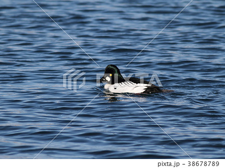 ホオジロガモのオス 38678789