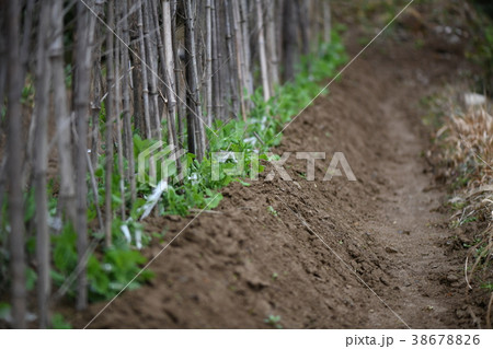 エンドウの露地栽培 38678826