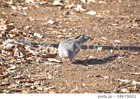 キジバト（雉鳩） 38679001