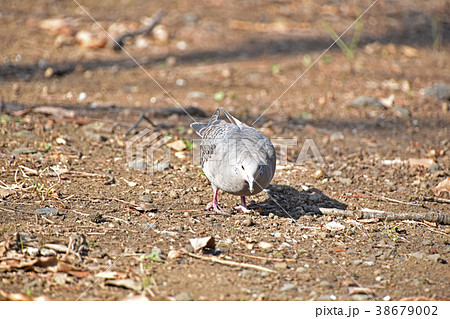 キジバト（雉鳩） 38679002