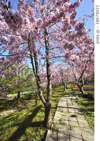 台湾 拉拉山 桜 38679025