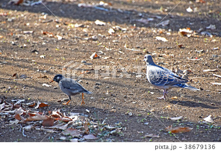 キジバトとムクドリ 38679136