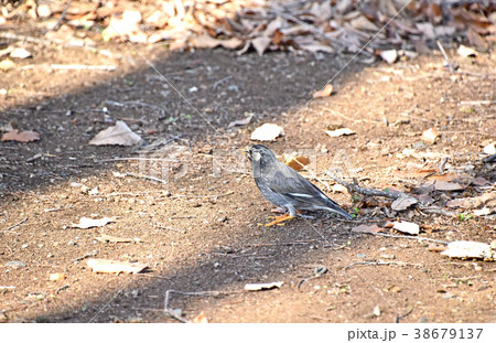 ムクドリ（椋鳥） 38679137