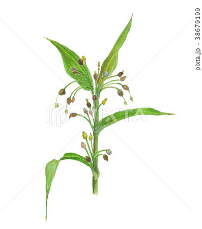 ハトムギ　Coix lacryma-jobi var. ma-yuen 38679199