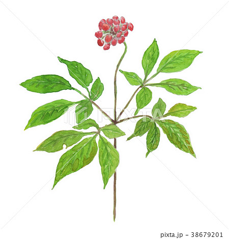 オタネニンジン　Panama ginseng 38679201