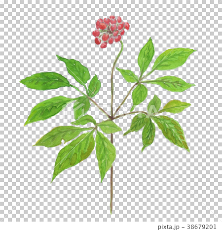 オタネニンジン　Panama ginseng 38679201