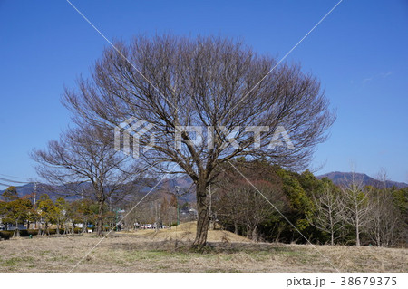 落葉した冬のケヤキ 落葉した冬のケヤキ 38679375