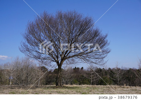 落葉した冬のケヤキ 38679376