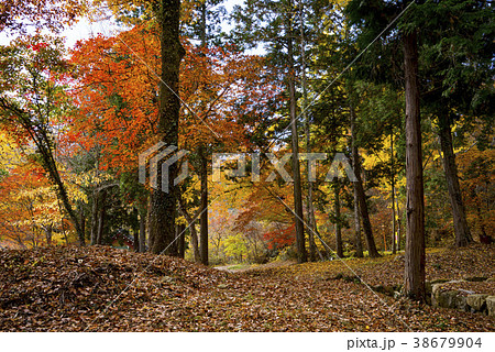 木 風景 紅葉 38679904