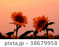 ひまわりの夕景 38679958