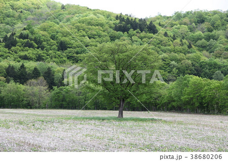 畑_西興部村 38680206